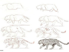 不同形态猎豹铅笔画画法教程