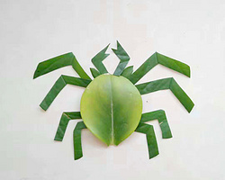 漂亮又简单的树叶贴画小蜘蛛粘贴教程