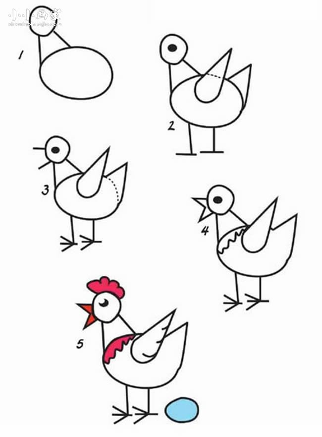 鸡的成长过程简笔画图片