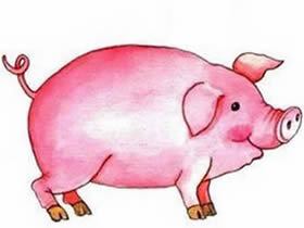 粉红大肥猪简笔画画法图片步骤