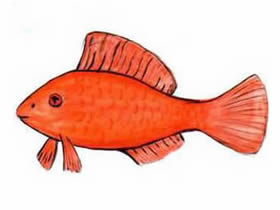 红色的鱼简笔画画法图片步骤