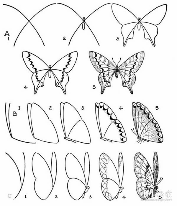 一百种蝴蝶画法图片