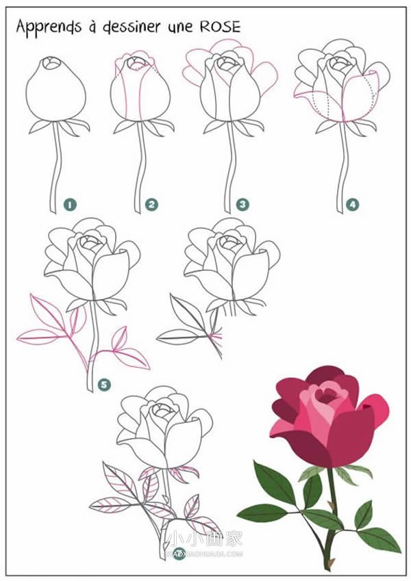 彩色玫瑰花简笔画画法图片步骤